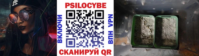 кракен вход  Владимир  Псилоцибиновые грибы Psilocybe  где найти наркотики 